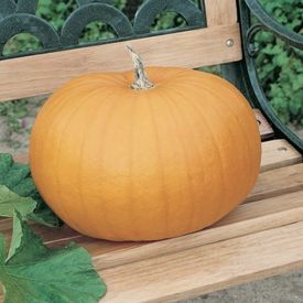 Connecticut Field, Organic Pumpkin Seeds